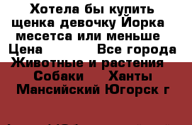 Хотела бы купить щенка девочку Йорка 2 месетса или меньше › Цена ­ 5 000 - Все города Животные и растения » Собаки   . Ханты-Мансийский,Югорск г.